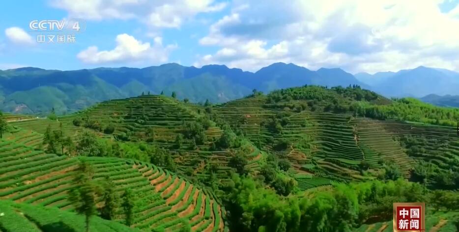 粉丝千万的“非洲李子柒”带动“电商兴农” 新业态激发美丽乡村新活力Kaiyun 开云(图7)