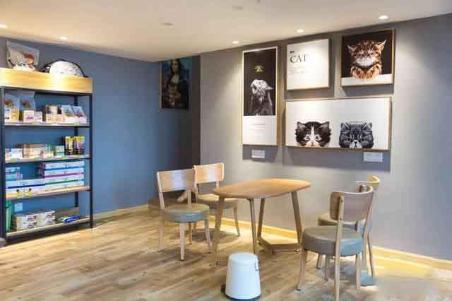 Kaiyun 开云猫咖小程序开发宠物经济发展契机(图2)