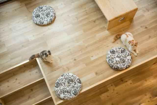 Kaiyun 开云猫咖小程序开发宠物经济发展契机(图3)