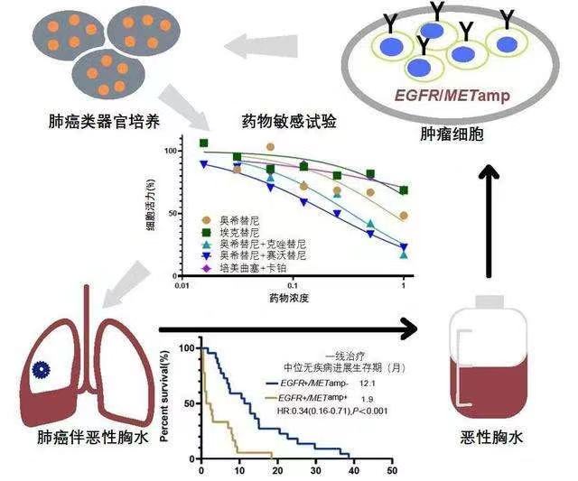 开云 开云体育平台OSC 2023第二届西南类器官和器官芯片技术大会助力精准医学新时代！(图2)