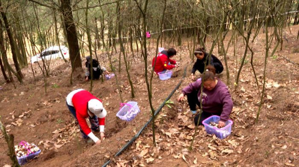 开云 开云体育平台修文县茶山村：赤松茸新鲜上市 林下经济好“钱景”(图2)