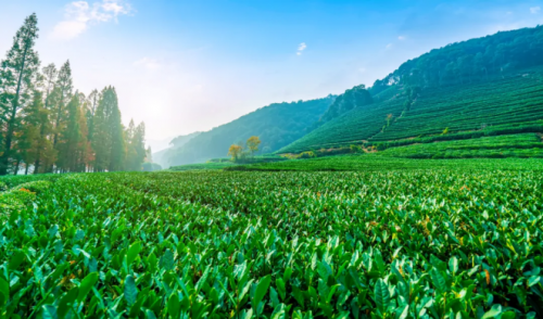 抖音电商直播炒茶国货老品牌一个春茶季卖出千万开云APP 开云官网入口元龙井(图3)