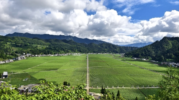 勇立潮头 向新而行—开云 开云体育平台—四川古蔺县2024年上半年县域经济社会发展综述(图5)